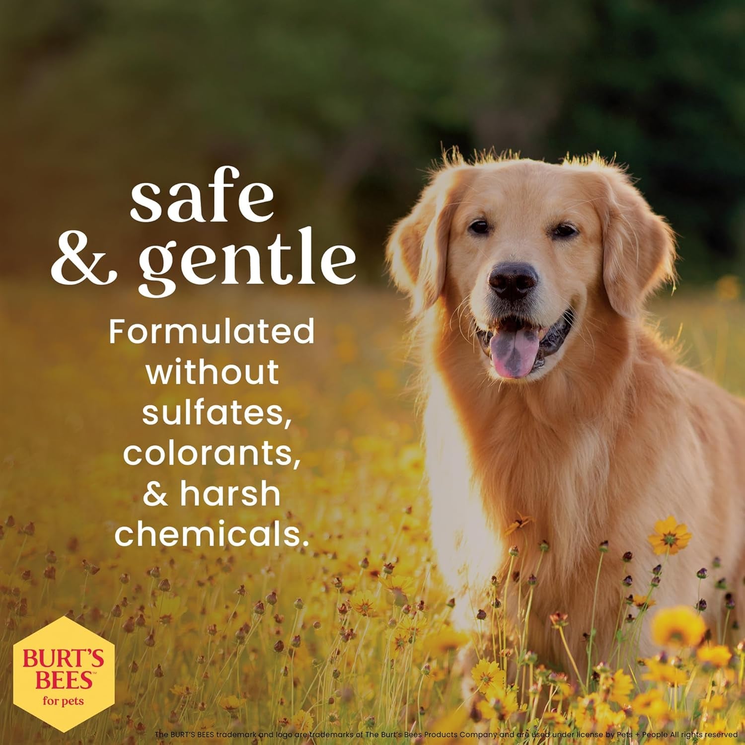 Deodorizing Dog Shampoo, Apple & Rosemary, 16 Oz, 2-Pk | 95 Percent Natural Origin, Ph-Balanced Formula, Free of Sulfates, for Smelly Dogs, Gentle, Daily Use